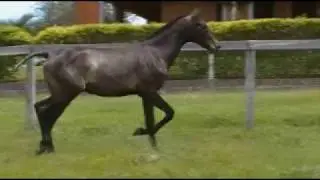 ELFOS DK - Puro Sangue Lusitano