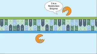 Recombinant DNA Process