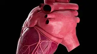 The long-term health effects of COVID-19