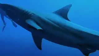 Sharkdiving Protea Banks S&uuml;dafrika mit African Dive Adventures