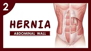 (02) Abdominal hernia | Anterior abdominal wall