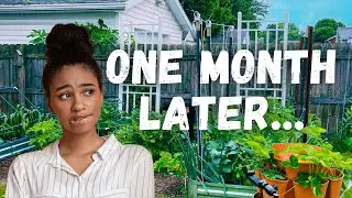 A Month Without Me: My Garden's Survival Story