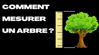 Comment mesurer la hauteur d'un arbre (sans le couper !) ?