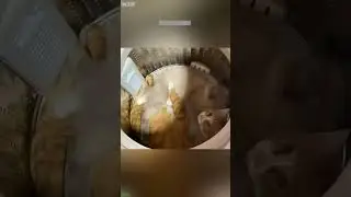 Cat Funny Videos 🥰 New Funny Cats 2024 🐈&zwj;⬛ # #9766