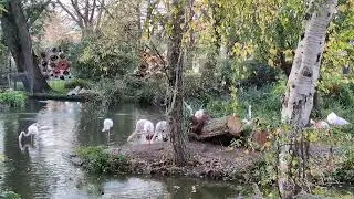 Three Island Pond at London Zoo (for animal behaviour practical)