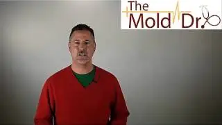 Can you paint over mold?