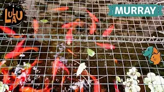 House Sitting in Paradise: Garden Care & Fish Feeding Routine 🌿🐠