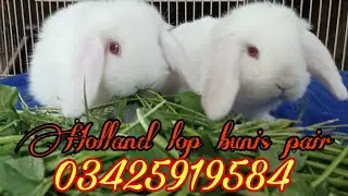 Holland lop bunis | pair 0 size Punch face | Abbas Rabbits farm Peshawar