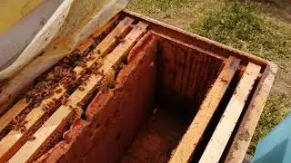 Matca cu probleme. Cum ajut 2 stupi din el.