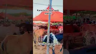 #karachicowmandi #mandiratestoday #northernbypassmandi  #cowmandiupdate #cowmandivlog