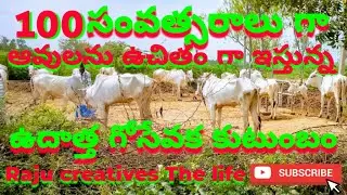 100 సంవత్సరాలు గా ఆవులను ఉచితం గా ఇస్తున్న ఉదాత్త గోసేవక కుటుంబం #ongole cattle farm