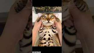 Expressive cat 😼