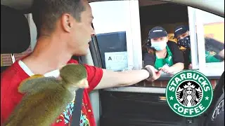 Baby Monkey oLLie Visits Starbucks Drive Thru For a Treat!