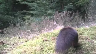 Bushnell Trophy Cam HD Scottish Red Squirrel Close Focus Wildlife Camera Footage
