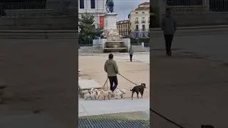 animal  lover   ❤️🇪🇦 #animal #dog #reels #tiktokreels #shots #spain #madrid