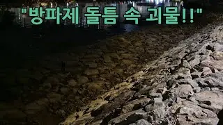 방파제 돌틈 속 괴물, 이게 그렇게 맛있다는데 직접 잡아서 먹어 보겠습니다 +먹방