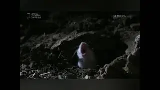 New Species of Wolf discoverd By Scientist 2021