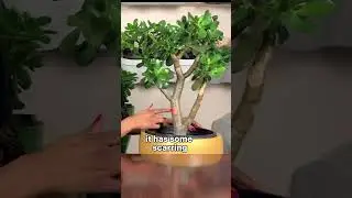 How Jade Plant Grow Back After Pruning #crassulaovata #jadeplant #houseplant #bonsai #minitree