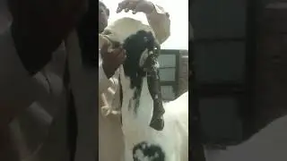 Best colour pettern beetle khassi male || beetle male || beetle goat
