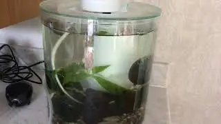 Marina 360 red cherry shrimp update