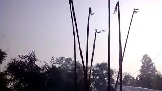 Baser khela