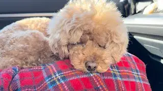 Toy poodle is sleeping after playing