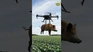 Pig&rsquo;s Day Out Turns Into a Wild Drone Ride! 🚁🐷 #shortsfeed #funnypig #drones
