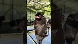 🦇 Are Bats Really Blind? 👀 The Truth Revealed! #animals #shortsvideo  #didyouknow  #viralshortsvideo