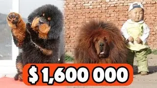 THE MOST EXPENSIVE PETS In The World
