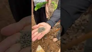 Qual a melhor lua pra planta o quiabo #agro #vidanaro&ccedil;a