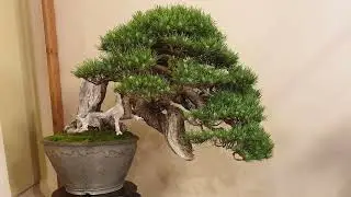 Arco Bonsai Show 2024 🇮🇹