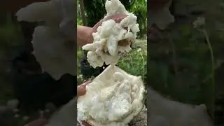 Penampakan isi buah Maja #maja
