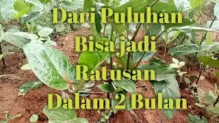 Cara cepat memperbanyak pohon melada
