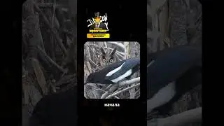 Утро в одном видео: сову разбудила сорока