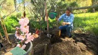 The Garden Gurus - Dwarf Fruit Trees For Small Gardens