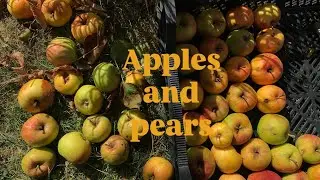 You Know It’s Fall When Apples & Pears Take Over