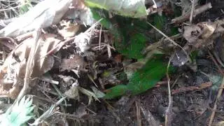 Huge Myrmica rubra (European fire ant) colony under rock!! #Amazing!!