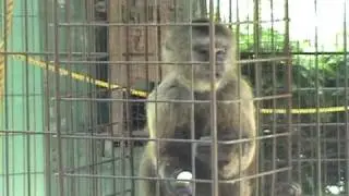 Capuchin Monkey - Long Island Game Farm