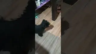 black shih tzu playing with teaser