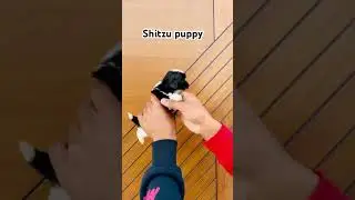 Shitzu puppy #pets #labrador #puppy #rottweiler #youtubeshorts #gsds #dogbreed #dog #funny #dogshort