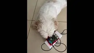 RaspberryPaws - Lost Animals RFID Chip Successful Scan POC