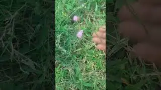 New #Tirinding# Short Video 😊🙂