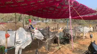 ಕೆಂಗಲ್ ದನಗಳ ಜಾತ್ರೆಯಲ್ಲಿ ಈ ವರ್ಷ ಹಳ್ಳಿಕಾರ್ ರಾಸುಗಳ ಬೆಲೆ ಎಷ್ಟಿದೆ? 
