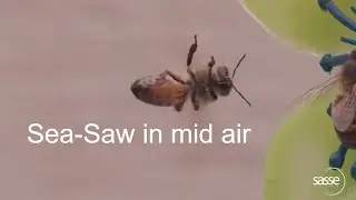 Bee Acrobatics  at 1500 frames per second in slow motion! #bees
