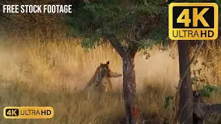 #tiger  hunt deer // Free Stock Footage // Free Download