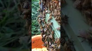 Bees collecting pollen  #beefeater #beekeeper #employee #workerbee #honeybeesting