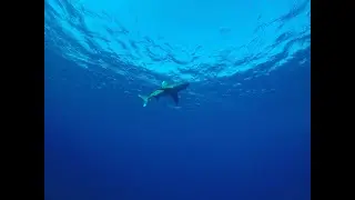 Safari na rekiny Red Sea 10.2023