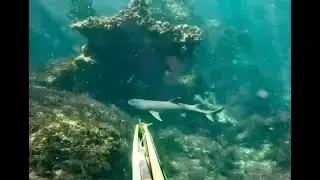 Lets Shit Les #4   The Dive Season