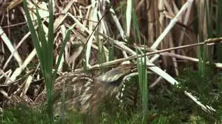 American Bittern Call