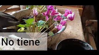 Vamos a trasplantar #plantas #suculentas 